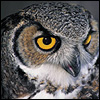 Great owl