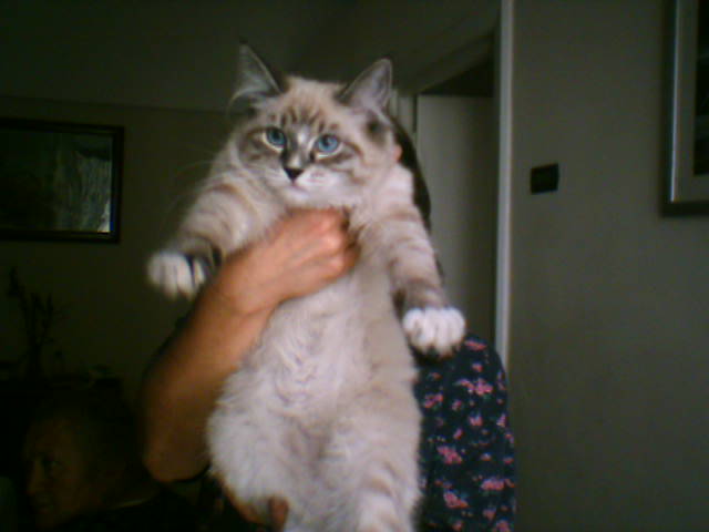 Gatto Anallergico