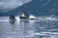 Le bellissime orche