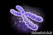 Rappresentazione Cromosoma X