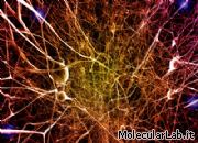 Neuroni