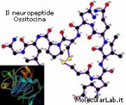Il Neuropeptdide Ossitocina
