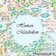 Metabolismo umano