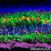 Sezione di retina al microscopio confocale