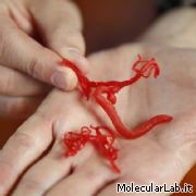 Vasi sanguigni stampati in 3D