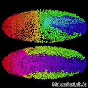 Imaging dell'embriogensi di Drosophila