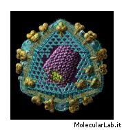 Struttura virus HIV
