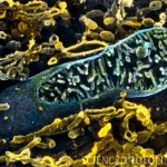 Mitocondri: assomigliano a... a... (credito immagine: http://www.sciencephoto.com/)