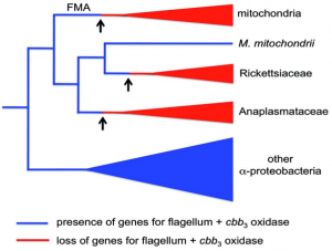 Parentela tra mitocondri e alfaprotobatteri. Evolvendo, si imparano cose nuove ma se ne dimenticano anche alcune. Credito: Molecular Biology and Evolution