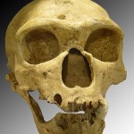 Teschio di Neanderthal