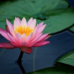 lily_pad_lotus_flower