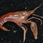 A probable new species of Alpheus pistol shrimp. Photo: CSIRO