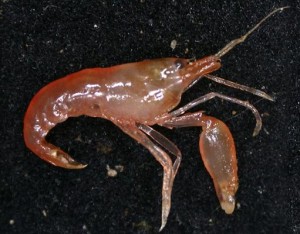 A probable new species of Alpheus pistol shrimp. Photo: CSIRO