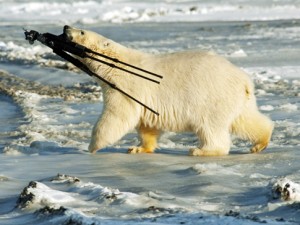 polar-bear-tripod