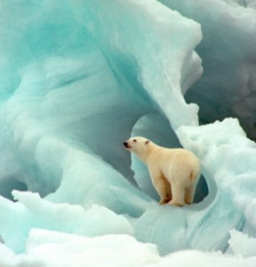 polar-bear1