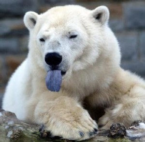 polar_bear_tongue