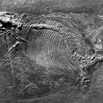 ichthyosaur_fossil_scattered_embryos