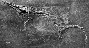 ichthyosaur_fossil_scattered_embryos