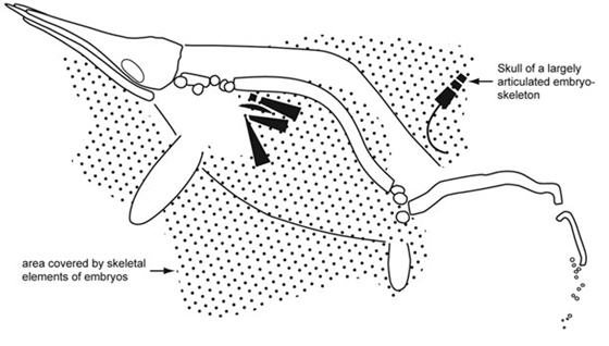 ichthyosaur_sketch_scattered_embryos