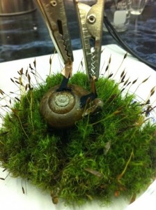 cyborg_snail