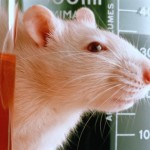 Vivisezione-Sperimentazione-Animale