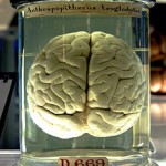 Chimp_Brain_in_a_jar