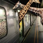 le giraffe si annusano da un metro. (dieci punti a chi capisce la battuta)