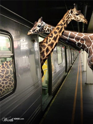 giraffe metro