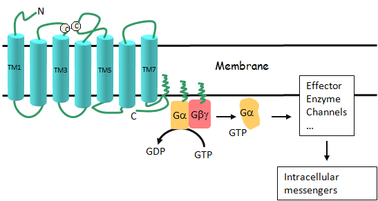 GPCR