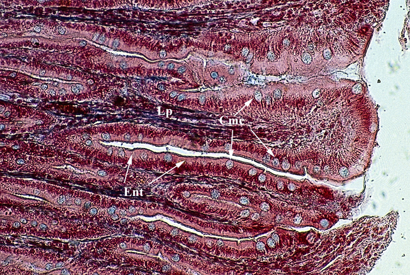 villo_intestinale