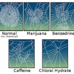 CaffeinatedSpider