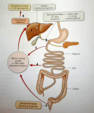 Circolazione enteroepatica