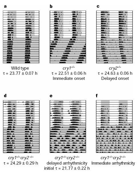 Ritmi circadiani di topi wt vs Cry1/2 KO