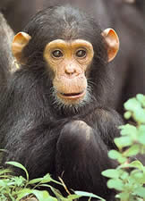 _20060106_scimpanze_scimmia.jpg