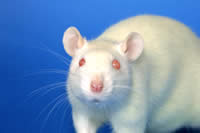 Rat�n de laboratorio