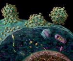 Ciclo virus HIV