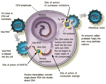 Ciclo virale virus