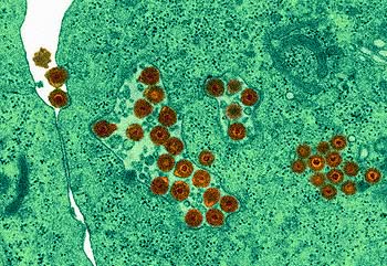 Herpes simplex adsorbiti nella cellula