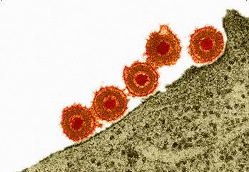 Herpes Simplex in fase di adsorbimento