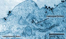 Nanoparticelle in una cellula cancerosa