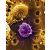 Spermatozoi da staminali per uomini in chemioterapia