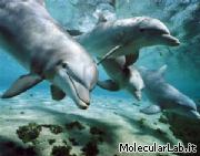 Il linguaggio dei delfini _20100729_delfini_mammiferi_mare