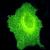 Nata la prima cellula laser vivente