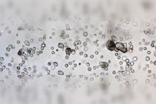 Nanoparticelle MSRs silicee e cellule dendritiche