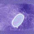 Geobacter metallireducens Geobacter metallireducens