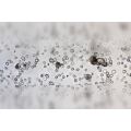 Nanoparticelle MSRs silicee e cellule dendritiche Nanoparticelle MSRs silicee e cellule dendritiche