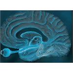 Cortex neurale