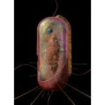 Cellula batterica