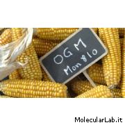 Mon810: Mais OGM Mon810: Mais OGM