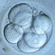 embryo